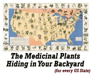 Lost Remedies - Medicinal Plants Hiding in Your Back Yard