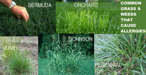 Common Grasses That Cause Allergies